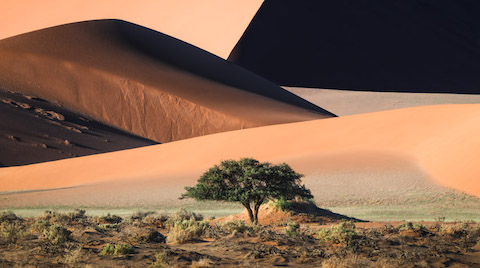 Sony Dünya Fotoğrafçılık Ödülleri