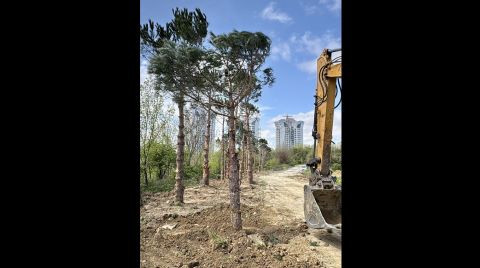 Ağaç Rölöve Planı ve Şantiyede Ağaç Taşıma; İnşaat Ruhsatını Geciktirmeyen Doğru Yöntem